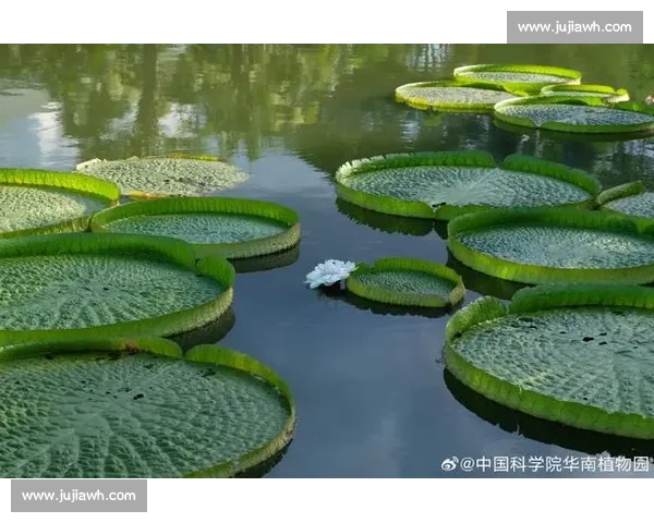 亚马孙王莲:黑夜绽放的 “善变花王” 亚马孙王莲:黑夜绽放的 “善变花王”